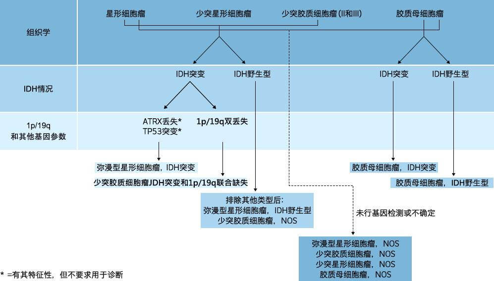 胶质瘤分子基因诊断