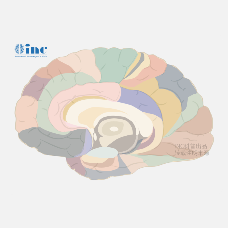 功能区脑膜瘤患者手术需避免辅助运动区综合征