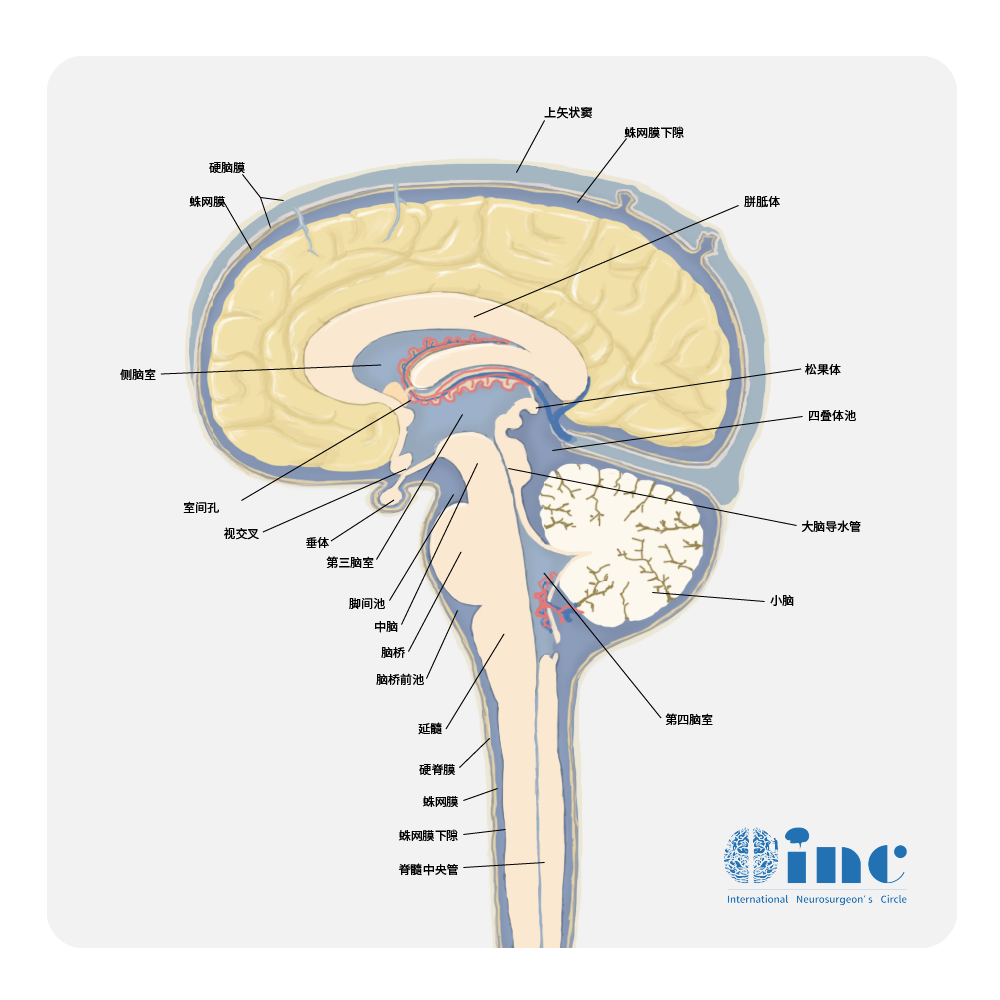 听神经瘤术后面瘫国外怎么治疗？