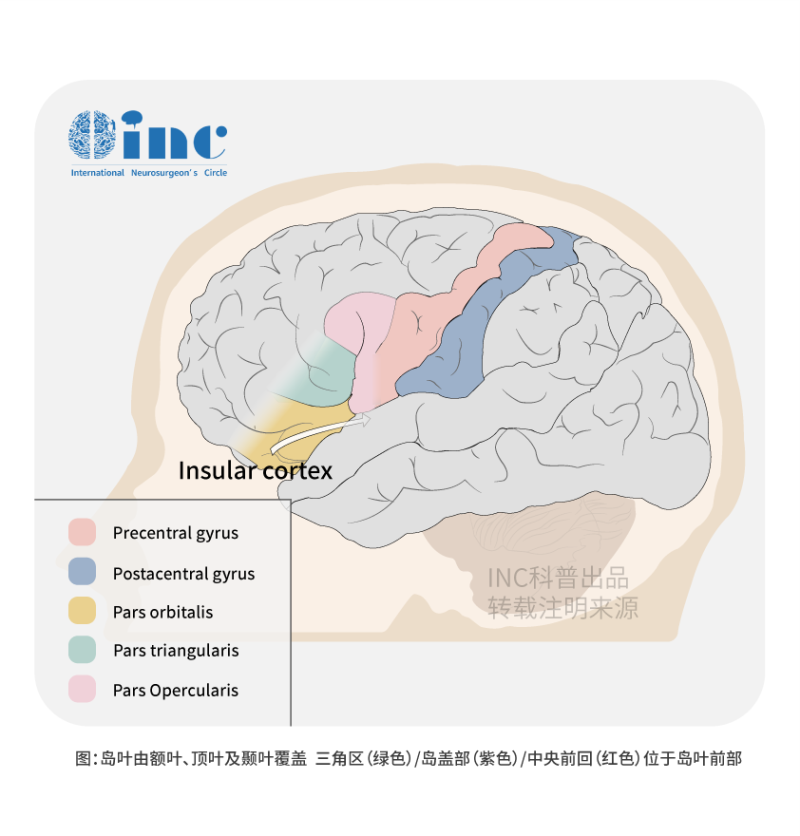 岛叶胶质瘤手术风险大吗？怎么治疗？