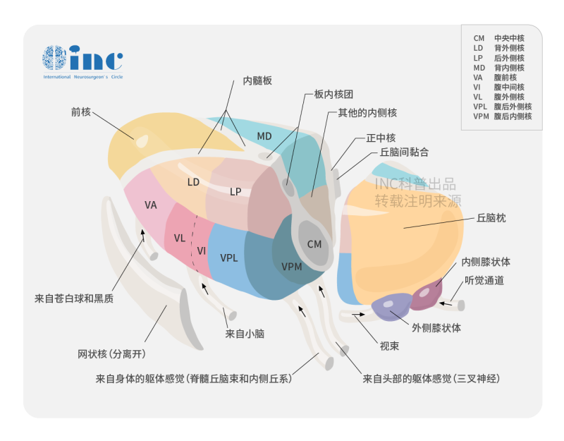 脑膜瘤不做手术可以吗？脑膜瘤不动手术的严重后果