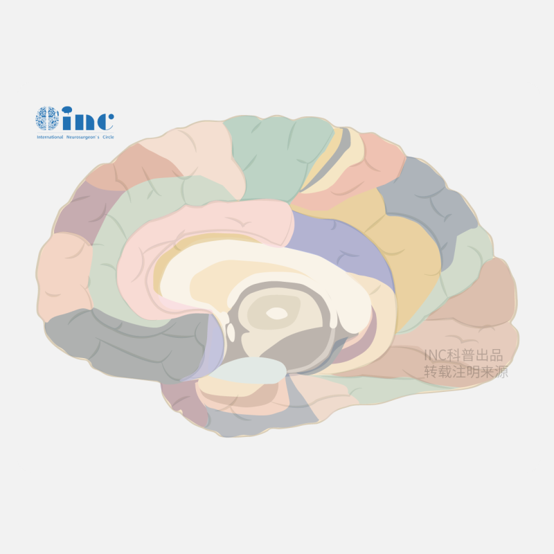 <a href='/qianyan/naozhongliu/' target='_blank'><u>脑肿瘤</u></a>