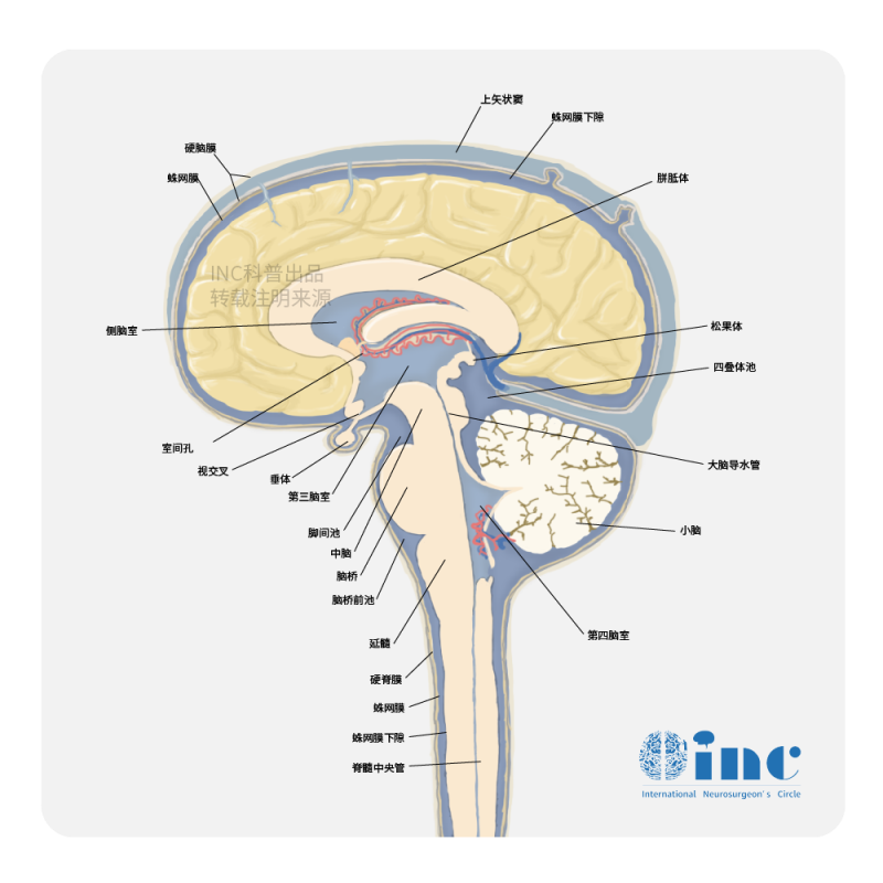 <a href='/qianyan/luyanguanliu/' target='_blank'><u>颅咽管瘤</u></a>