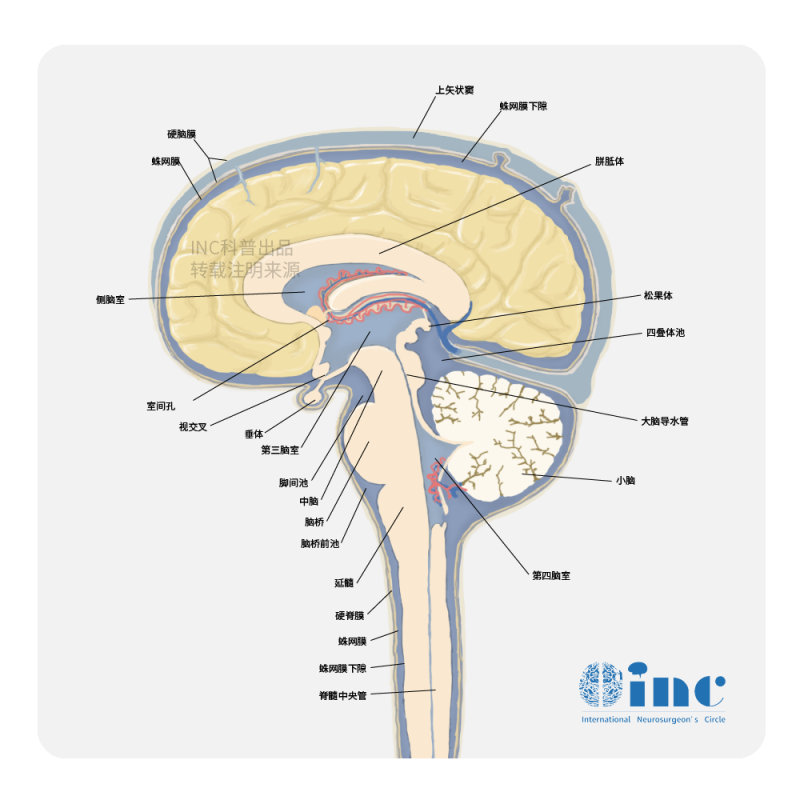 小脑肿瘤一般是良性还是恶性？需不需要出国治疗？