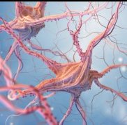 离子通道在血管周胶质瘤侵袭中的作用