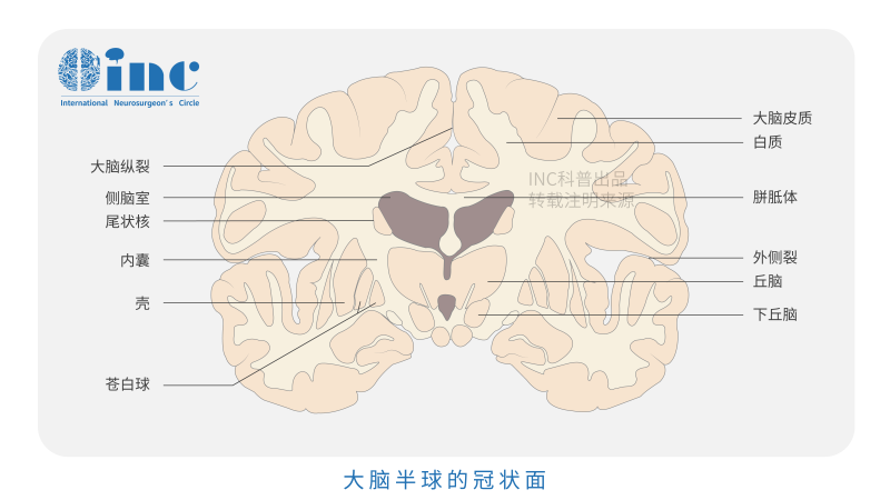 低级胶质瘤能治好吗？