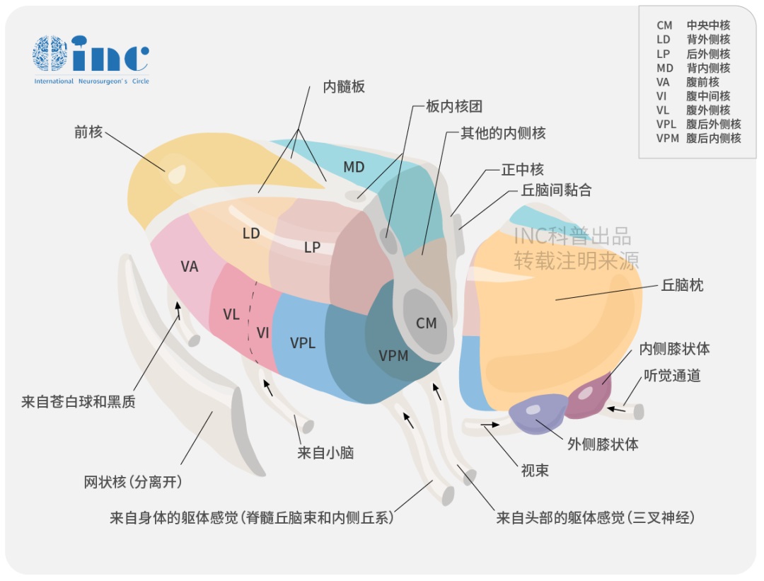 丘脑海绵状血管瘤可以手术吗？近30年前INC德国巴教授发表成功手术