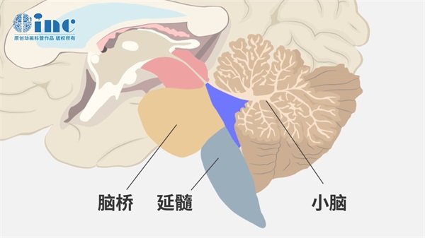 脑干胶质瘤生长在哪里？生长速度快吗？