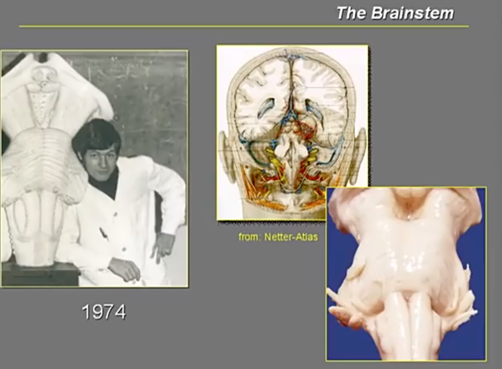 巴教授40年前就开始脑干解剖等基础研究