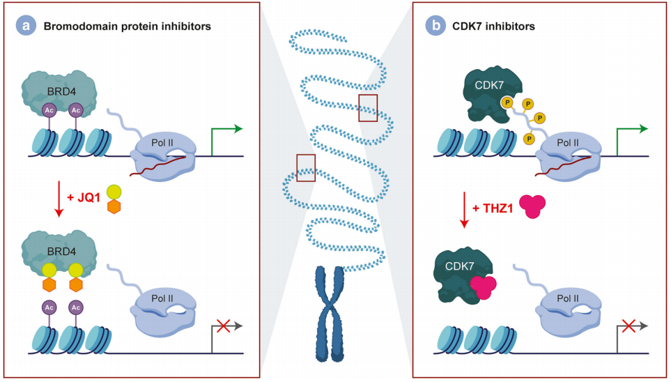 图4：DIPG中可靶向的转录依赖性