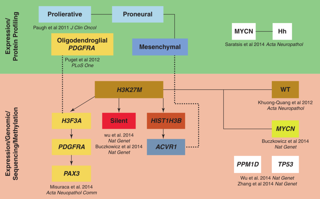 分子遗传特征示意图DIPGs。DIPG的主要遗传驱动因素包括MYCN、ACVR1、H3K27M、PDGFRA和PAX3，其中其他（改编自Misuraca、Cordero和Becher,Front Oncol 2015)