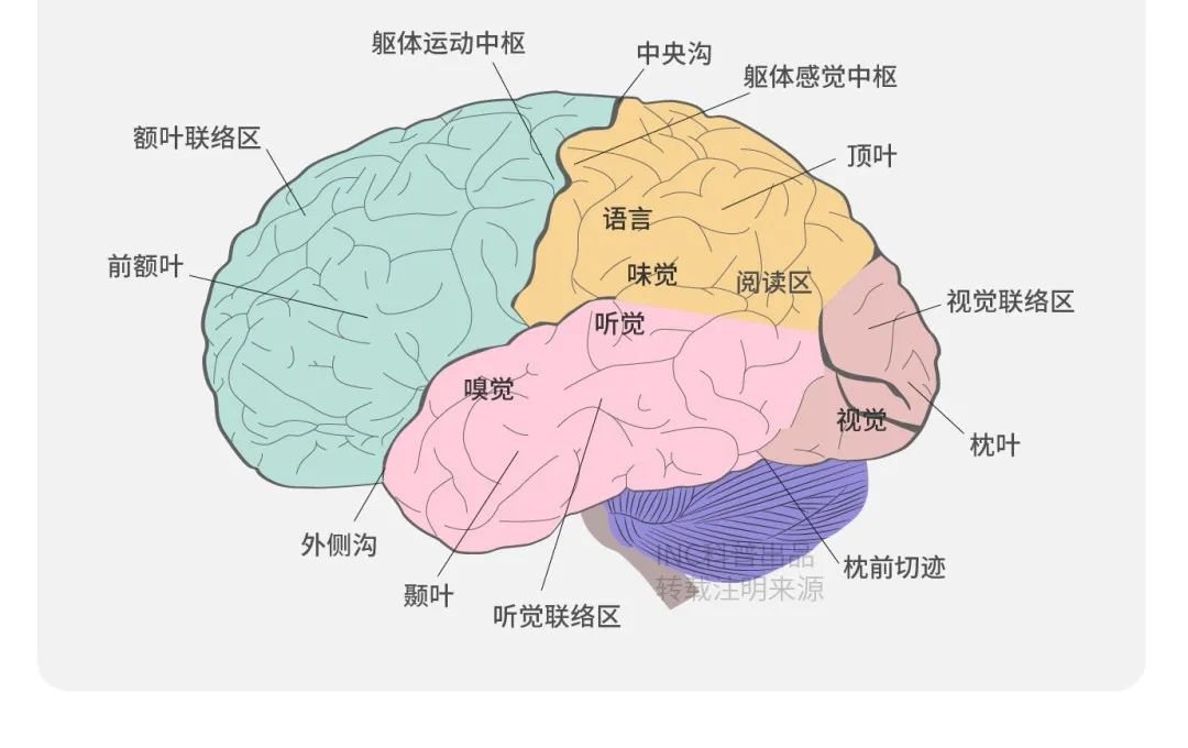 大脑功能区