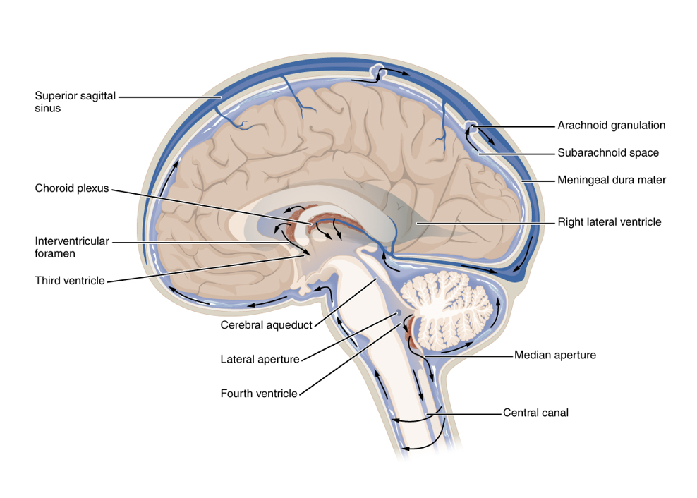脑脊液是什么