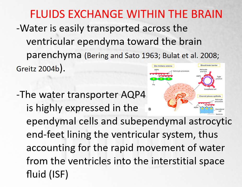 2、现在会如何解释的脑脊液的流动？