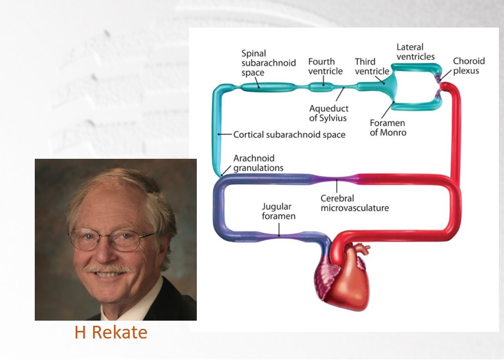 我的朋友Rekate教授今年才发表了。就有一个系统，再次重复丹迪的概念，在脑室中产生脑脊液，循环，然后进入蛛网膜下腔，被不同结构重新吸收，进入静脉循环。我们不难发现，这个系统中缺少了一个因素。