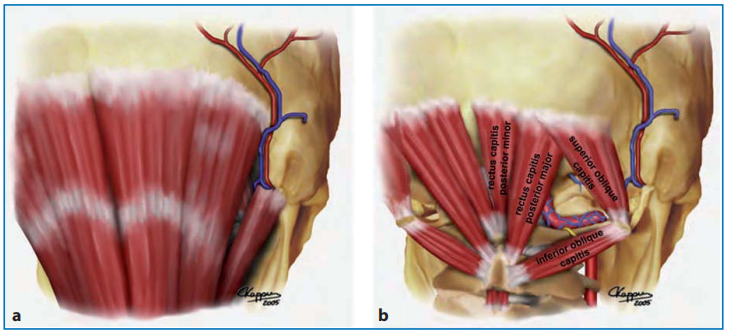 颅颈背侧区域浅层肌肉层（a）和深部肌肉层（b）的图示图片