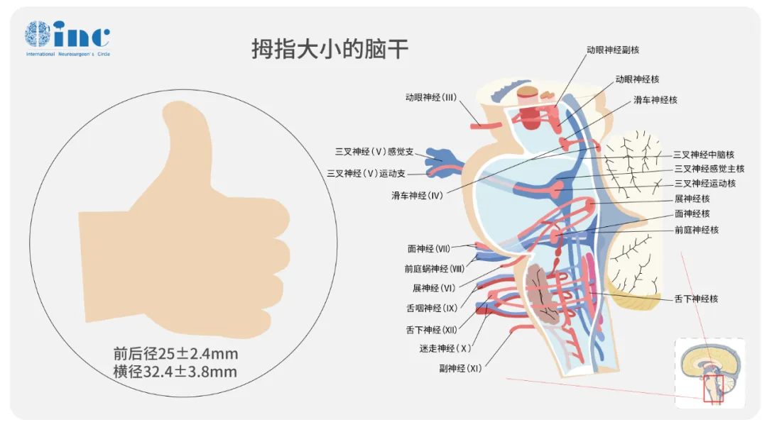 脑干延髓图片