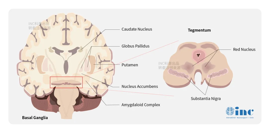 大脑基底节区图片