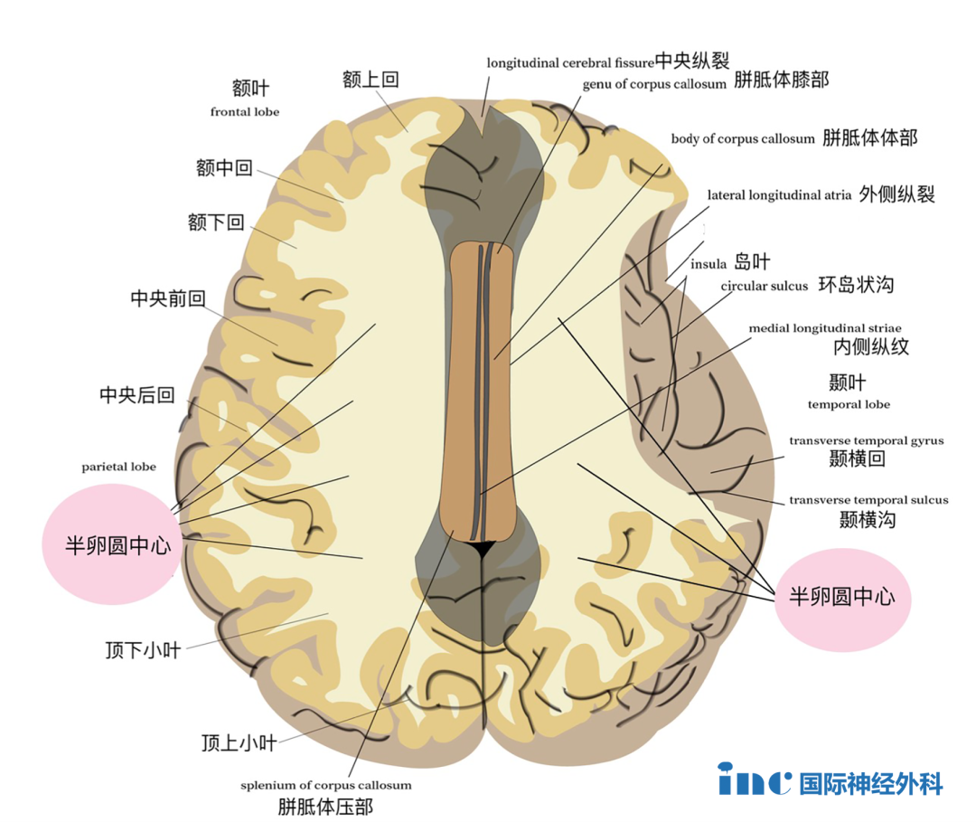 半卵圆中心此断面恰经胼胝体上方，可见大脑半球的髓质形成半卵圆中心。