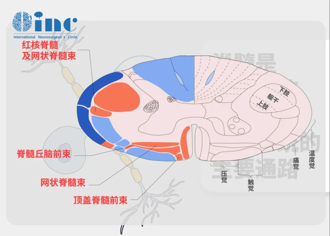 脊髓对人体是重要的，它是大脑和周围神经传递信号的桥梁，主要就分布在颈椎管和胸椎管