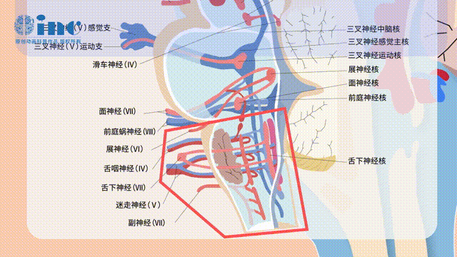 一场脑干“禁区”手术重生！从生命倒计时到每日慢跑5公里，他如何跑赢命运？