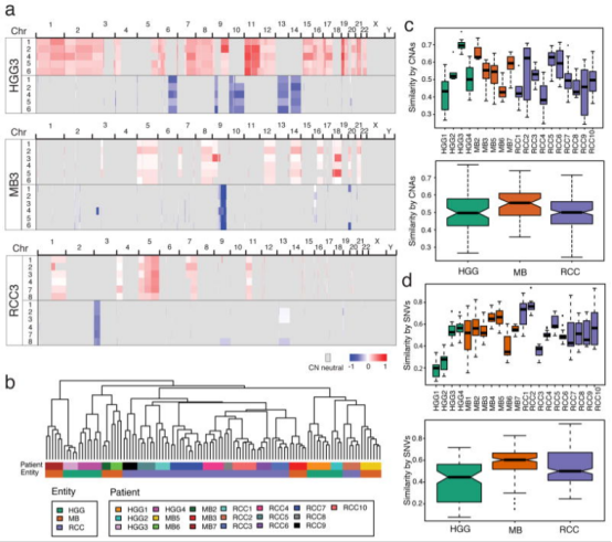 图2 所有肿瘤实体中体细胞异常的可变肿瘤内异质性。