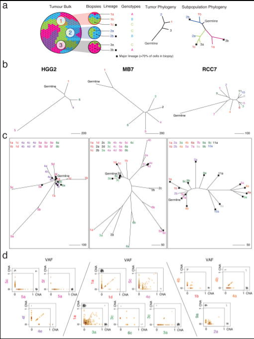 图3 克隆谱系的空间混杂。