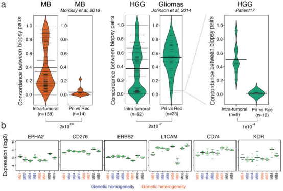 图 6 髓母细胞瘤(MB)复发时的遗传异质性大大超过空间异质性。