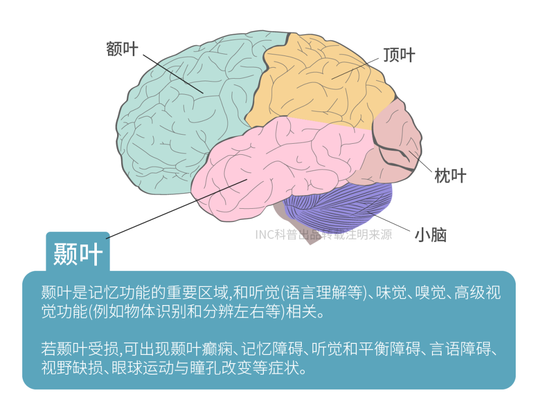 颞叶内侧结构包括颞极、杏仁体、海马和海马旁结构，颞叶内侧结构与前连合、同侧的穹隆、连接颞枕叶的下纵束以及连接额颞叶的钩束等结构相关。