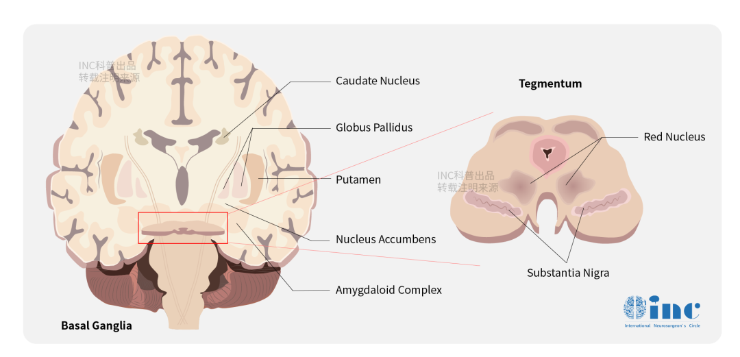 大脑基底节区示意图