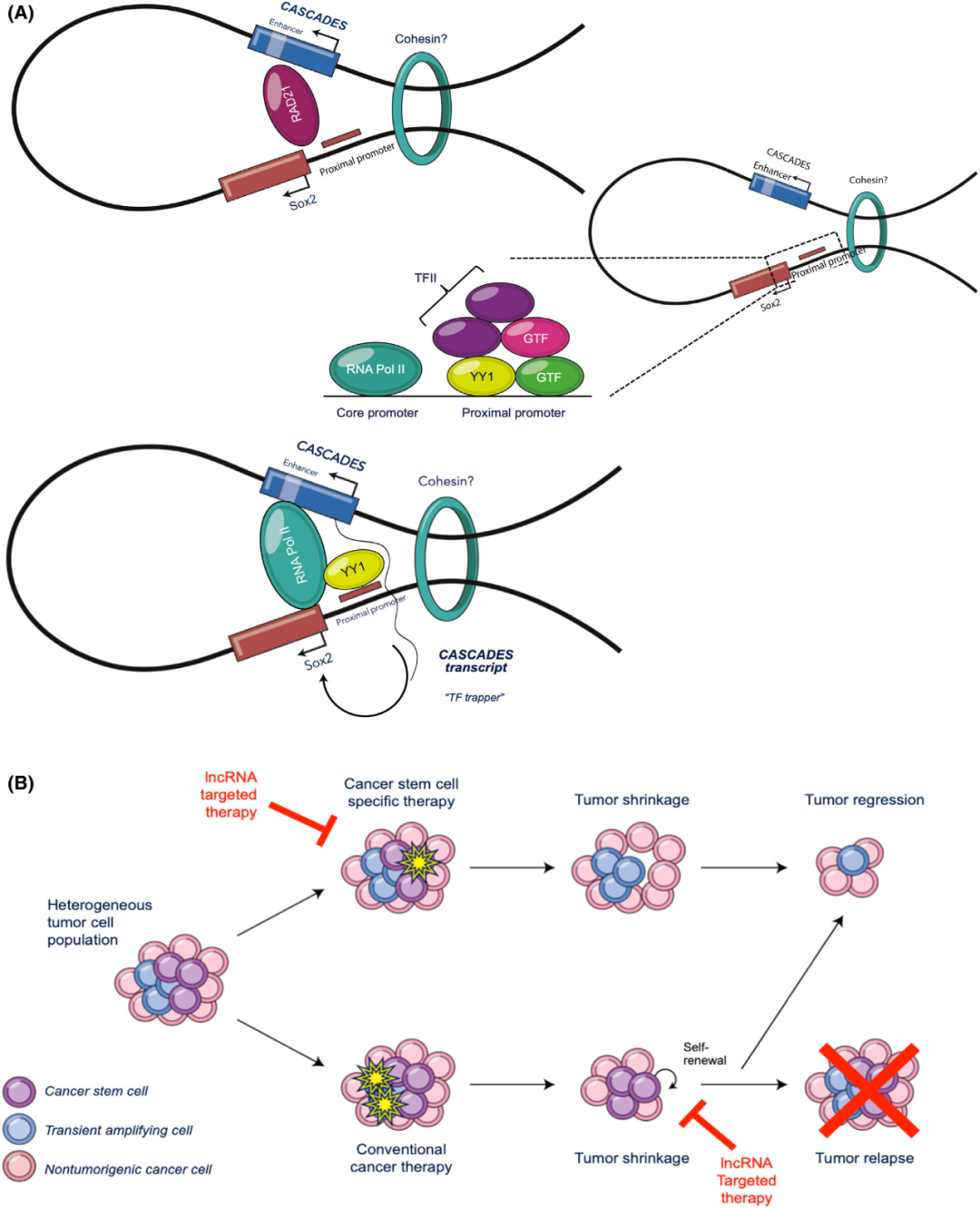 (A)Rad21在CASCADES增强因子和Sox2近端启动因子上的结合促进了染色质环化。这允许RNA Pol II在这些位点结合，并同时转录CASCADES和Sox2。CASCADES转录本作为一个“tf捕获器”，将YY1捕获在Sox2的近端启动因子上，并允许Sox2在一个正反馈回路中连续转录。(B)在GBM中，存在一个异质性的肿瘤细胞群。传统的癌症治疗以细胞分裂为目标，因此能够成为静止状态的CSCs，逃避细胞毒性效应，并可以进行自我更新，导致肿瘤复发。专门针对CSC人群的治疗可导致肿瘤消退。针对细胞和癌症特异性的lncRNA治疗，如CASCADES，可以进一步增强抗CSCs治疗的效果，不仅可能导致肿瘤萎缩，还可能防止肿瘤复发。