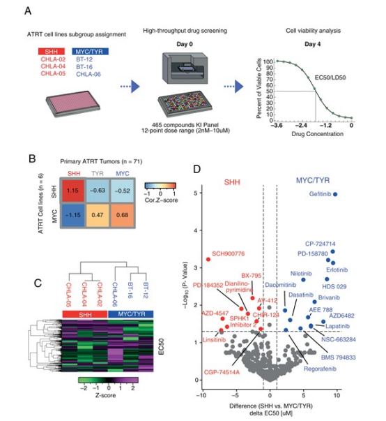 图 1 各亚组特异及广谱激酶抑制剂反应