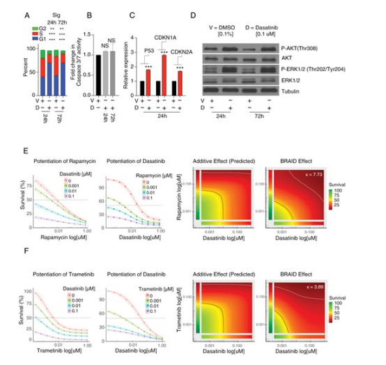 图 2. 达沙替尼诱导细胞周期阻滞，并与 MTOR 及 MAPK 信号通路抑制剂产生协同作用。
