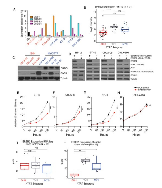 图 3 ERBB2 在 MYC/TYR 型 ATRT 中表达上调，仅在该亚型细胞系表达，且为细胞存活所必需。
