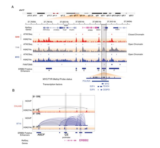 图 4 ERBB2 短转录本相关增强子元件在 MYC/TYR ATRT 中呈现差异性甲基化与染色质构象