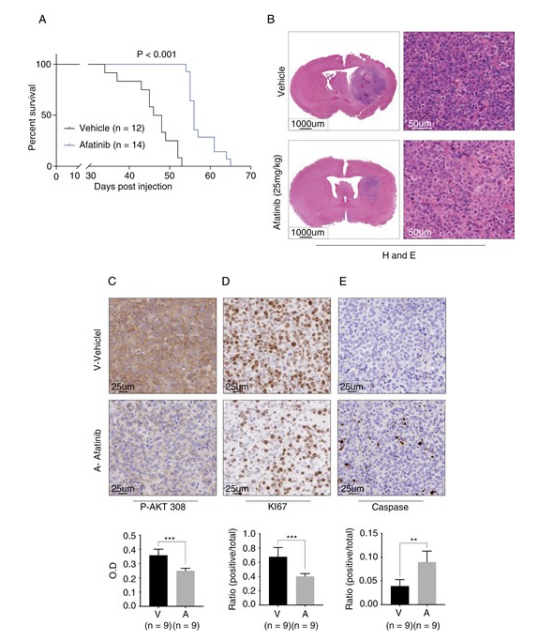 图 6 ERBB2/EGFR 抑制剂阿法替尼在 ATRT 原位小鼠模型中延长存活。