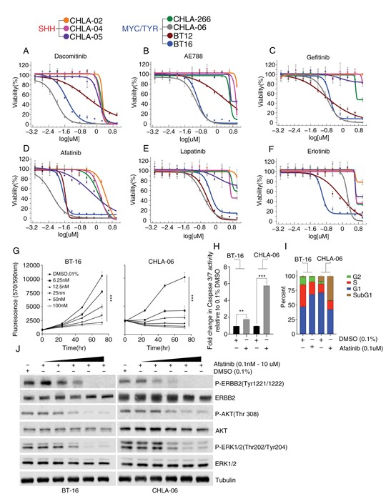 图 5 MYC/TYR 细胞系对 EGFR/ERBB2 抑制剂具有显著敏感性