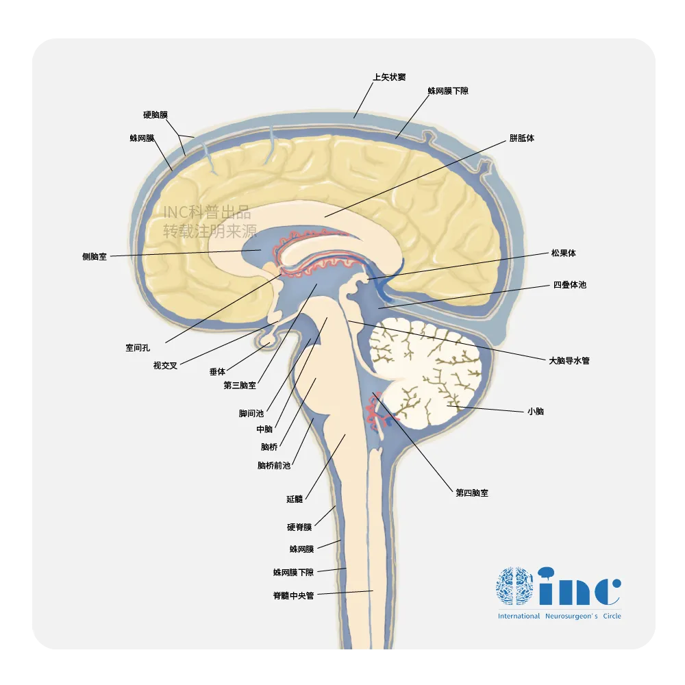 巴教授与北京天坛医院强强联合