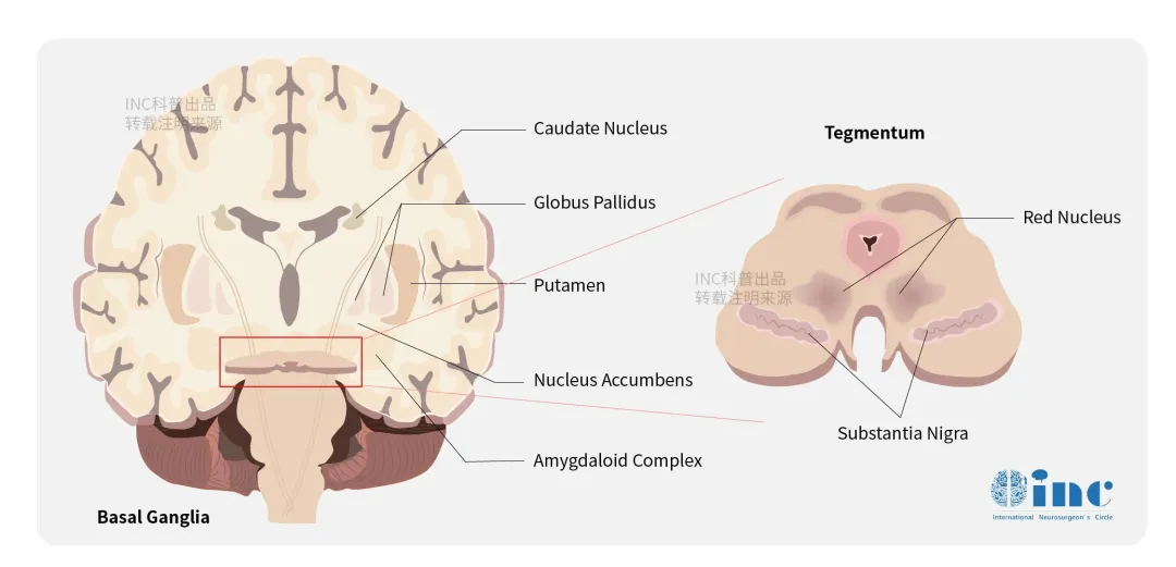 大脑基底节区示意图