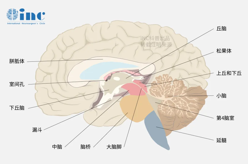 什么是“胼胝体压部”？