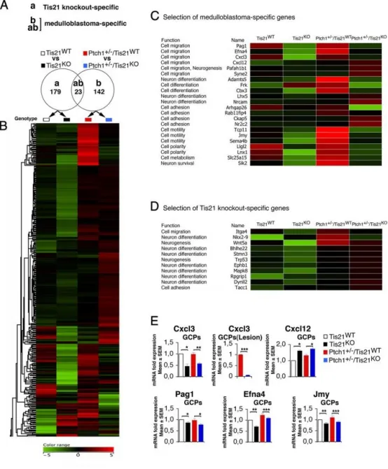 Patched1杂合/Tis21缺失模型中的髓母细胞瘤特异性基因表达
