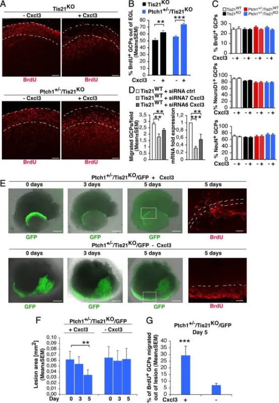 Cxcl3可挽救Patched1杂合/Tis21敲除小鼠GCP迁出EGL或病变区的缺陷，并缩小病变面积
