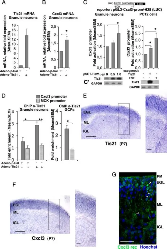 Tis21与Cxcl3启动子结合并诱导Cxcl3转录。