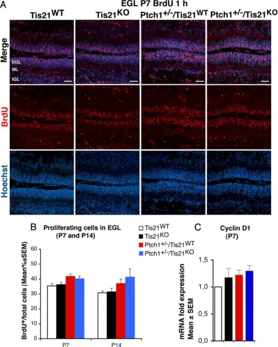 Tis21缺失对Patched1杂合子或野生型小鼠外颗粒层GCPs增殖无影响