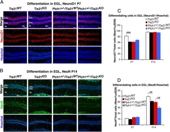 在Patched1杂合子或野生型小鼠中敲除Tis21可抑制外颗粒层（EGL）内颗粒神经元前体细胞（GCPs）的分化。