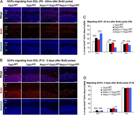 在Patched1杂合或野生型背景下敲除Tis21会损害GCPs从外颗粒层（EGL）向分子层（ML）和内颗粒层（IGL）的迁移。