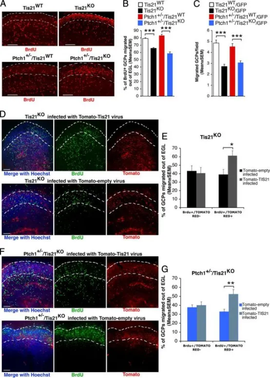 Tis21缺失小鼠GCP迁出外颗粒层（EGL）障碍可被Tis21在脑片培养中挽救