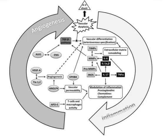 图2炎症级联与血管生成级联相互作用示意图