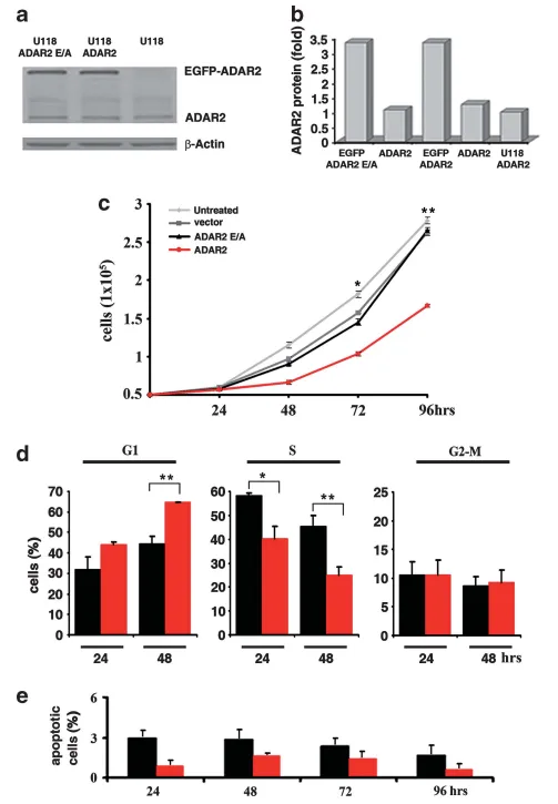 【INC国际大咖研究成果】ADAR2编辑活性通过调控CDC14B/Skp2/p21/p27轴抑制胶质母细胞瘤生长