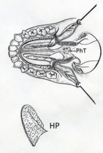 移除腭骨后术野：显示硬腭切除后的手术视野，中央可见鼻中隔。通过向两侧牵拉腭瓣，可获得一个从后鼻腔延伸至咽部的狭长手术视野。
